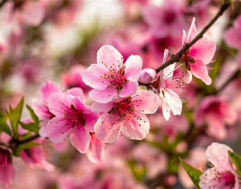 西湖桃花多久開：解讀春天桃花的盛放之秘